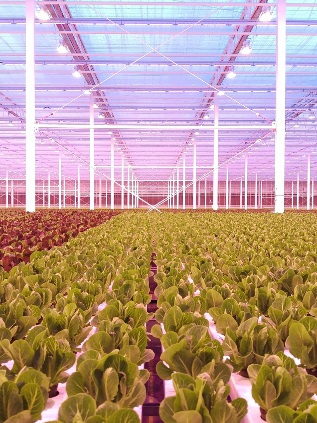 Turnkey greenhouse image showing structure and crop integration (lettuce)