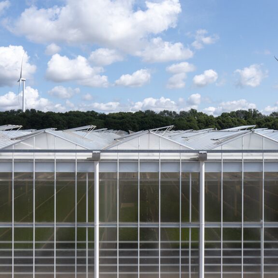 Rijk Zwaan Breeding Station Greenhouse Berries