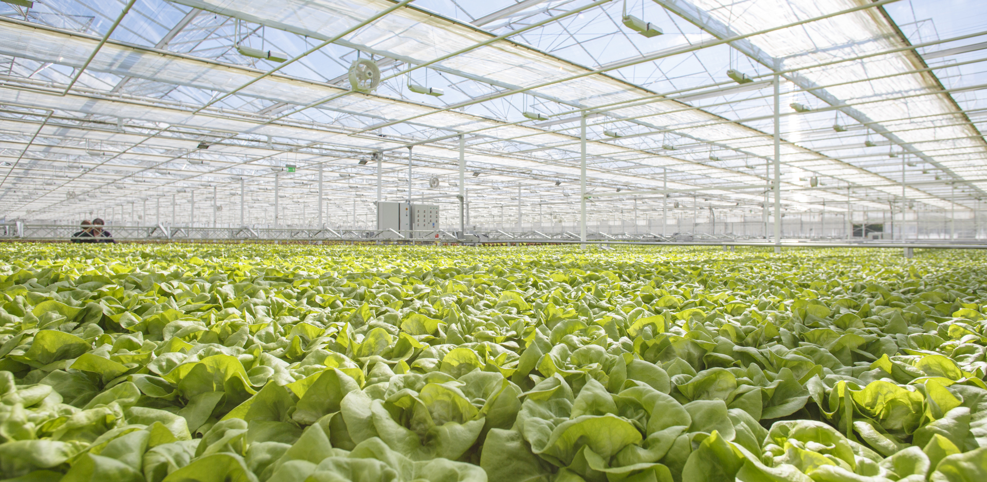 Second version of Van der Hoeven x Rijk Zwaan greenhouse project image for lettuce