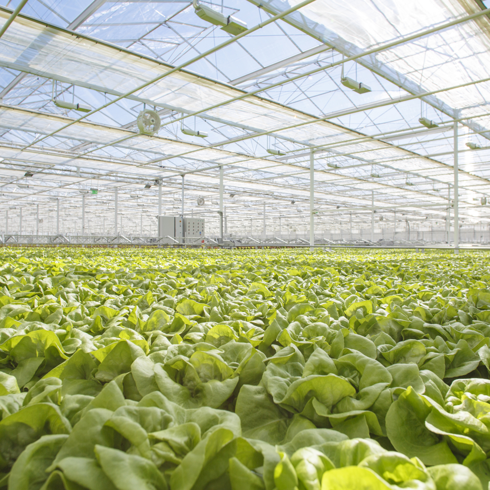 Second version of Van der Hoeven x Rijk Zwaan greenhouse project image for lettuce