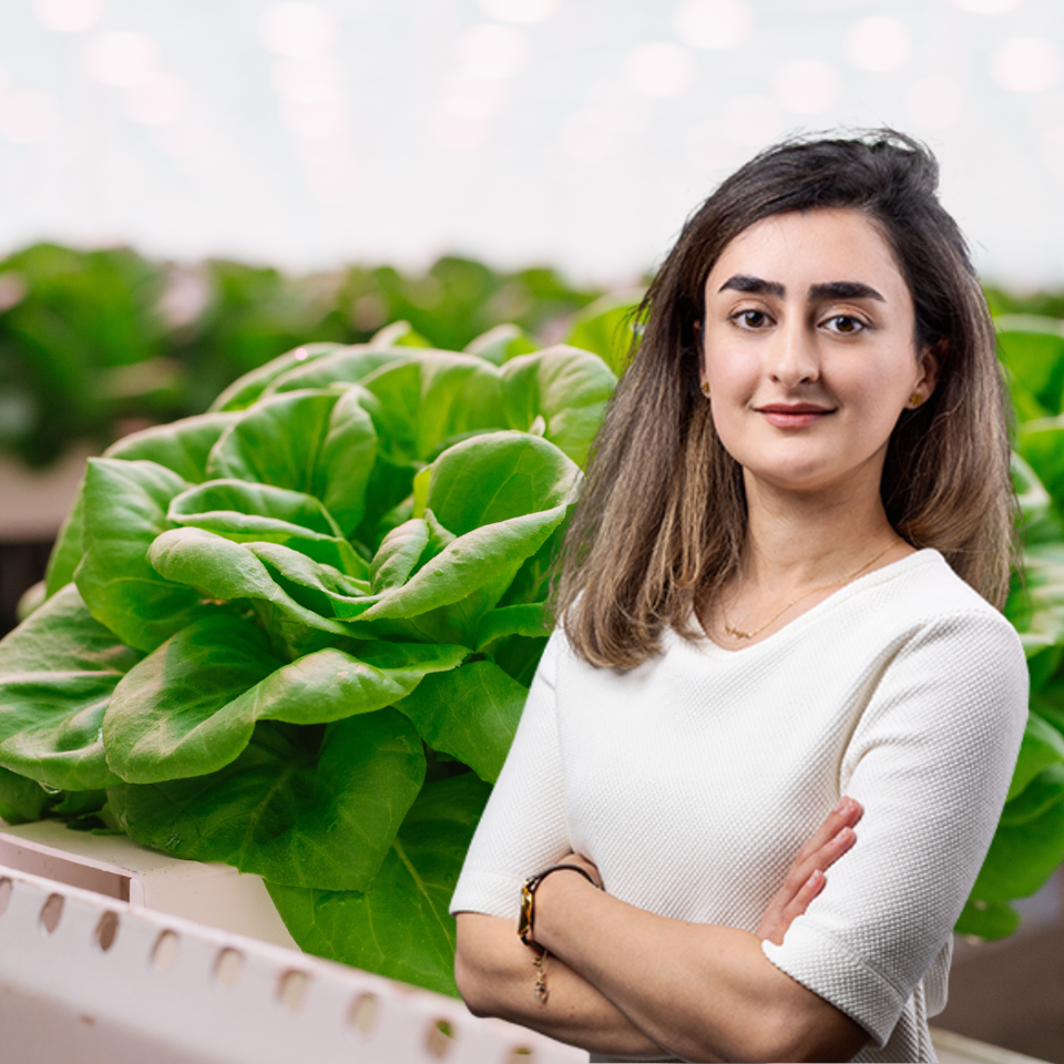 Greenhouse lettuce