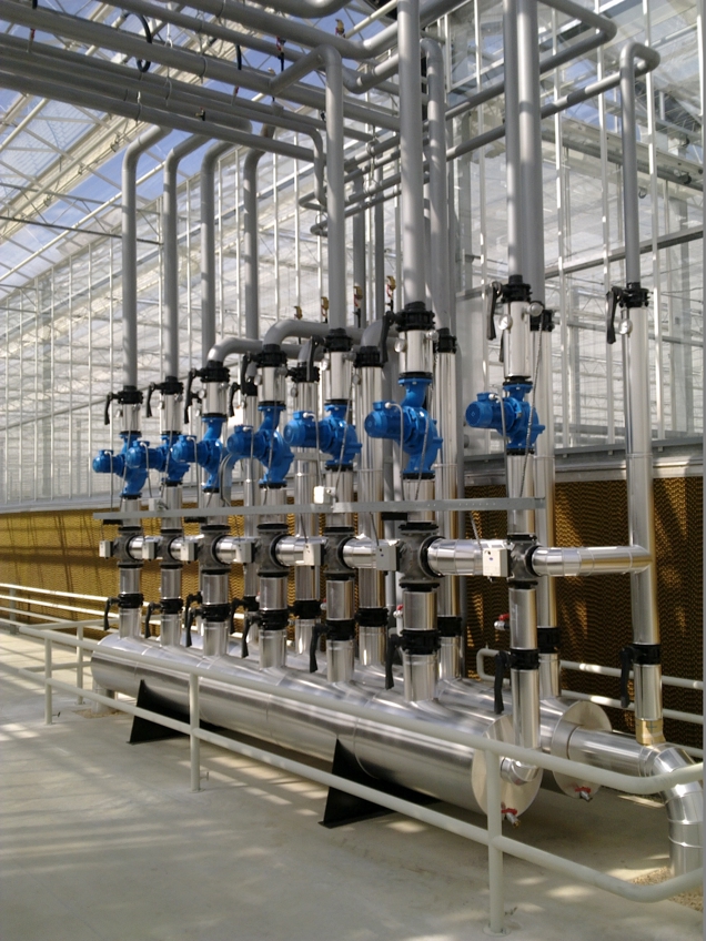 Inside view of a turnkey greenhouse structure during crop cycle