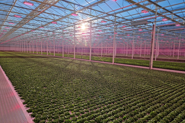 Complete Solution for Greenhouse Lettuce Cultivation