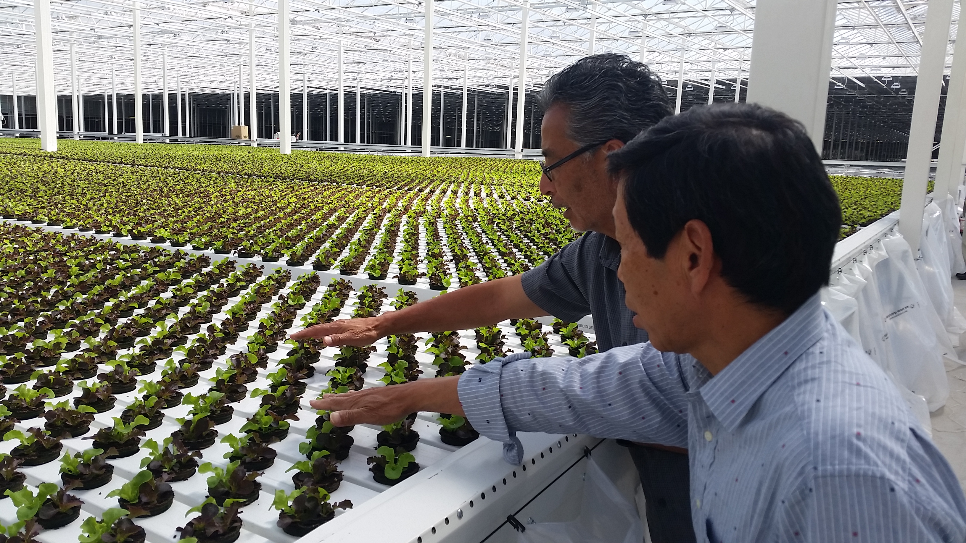 Greenhouse infrastructure component for WL9M project by Van der Hoeven