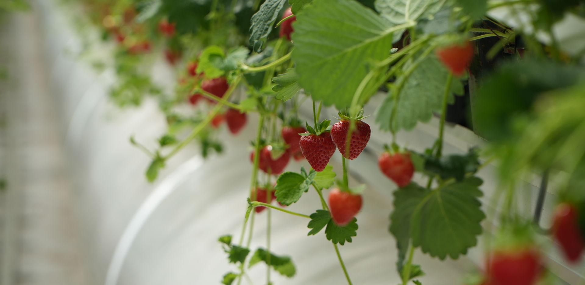 Strawberries Oxagon 2 berries greenhouse