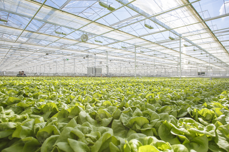 Van der Hoeven greenhouse growing Rijk Zwaan lettuce in Kiribati under advanced climate control.