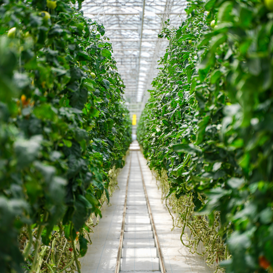 Documented greenhouse element from Van der Hoeven, June 2021