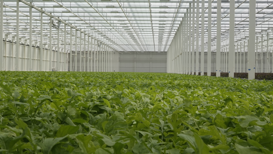 Interieur van de Better Future Farms-kas van Van der Hoeven, met rijen groene sla onder een glazen dak en witte draagconstructie.