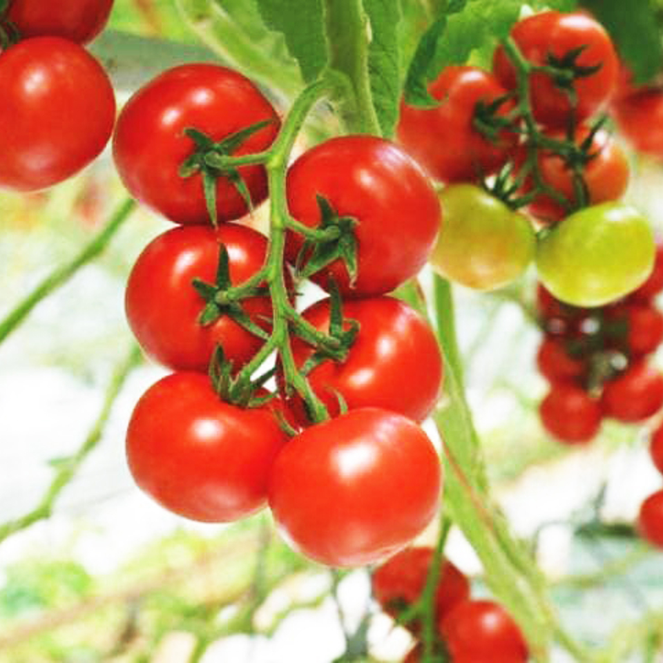 Close-up of ripe red tomatoes growing in the Van der Hoeven Eurasia Green Products greenhouse.