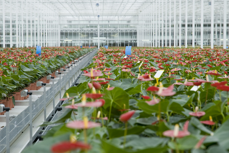 Duplicate file of Anthura project 39 by Van der Hoeven