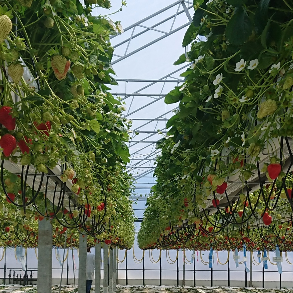 Strawberry cultivation under glass in a Van der Hoeven horticulture project