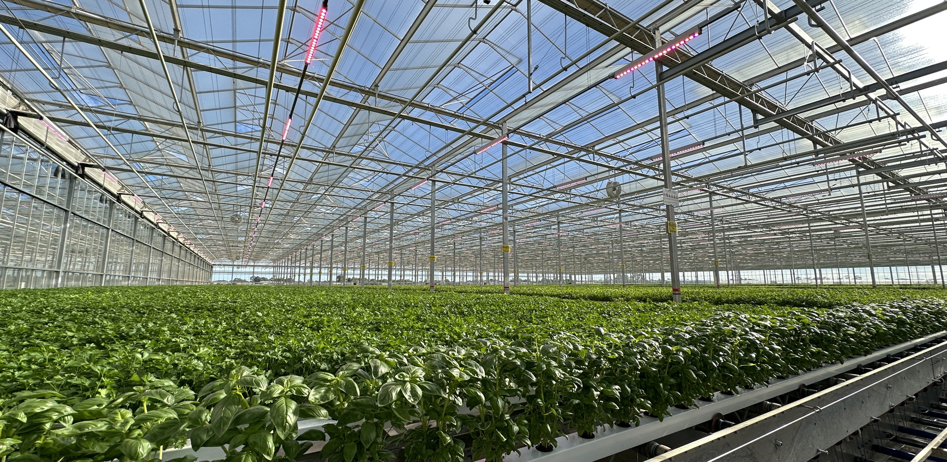 Comfresh lettuce greenhouse Australia Van Der Hoeven