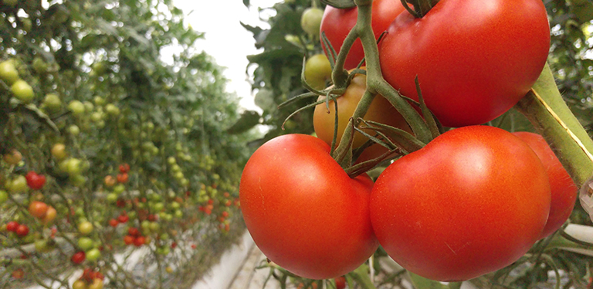 Tomato production inside a Van der Hoeven climate-controlled greenhouse