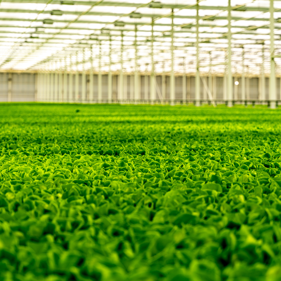 Rows of green leafy crops growing in Van der Hoeven’s spacious Local Bounti greenhouse, illuminated by natural daylight.