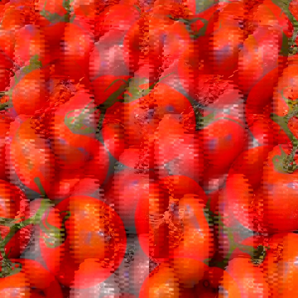 Tomato rows in climate-controlled glasshouse by Van der Hoeven