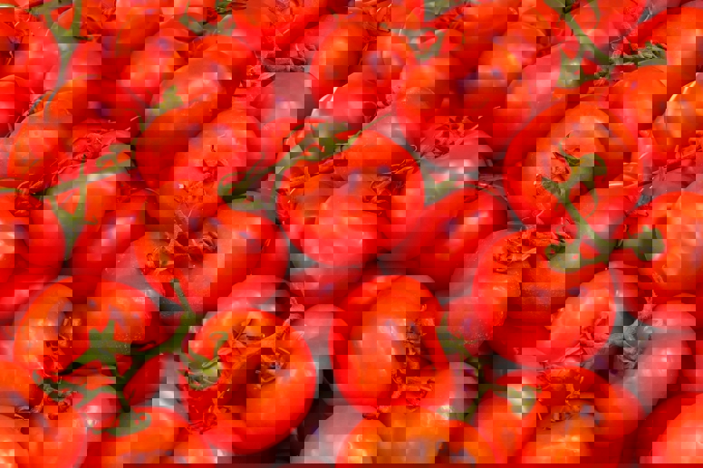 Tomato rows in climate-controlled glasshouse by Van der Hoeven