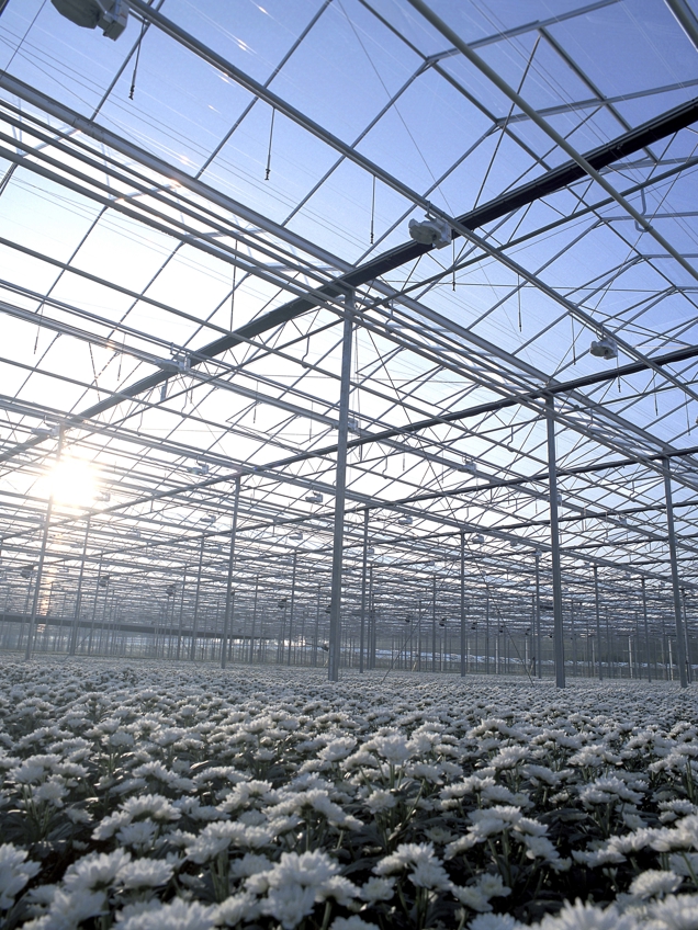 Flower greenhouse setup by Van der Hoeven